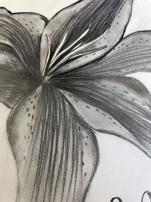 Visual Arts Diary Art Prompt: Flower Petals